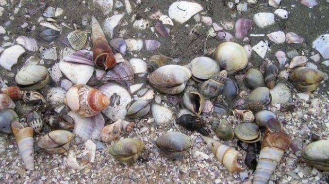 mussels-shells
