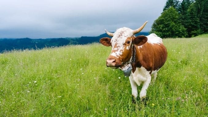 cow-grass