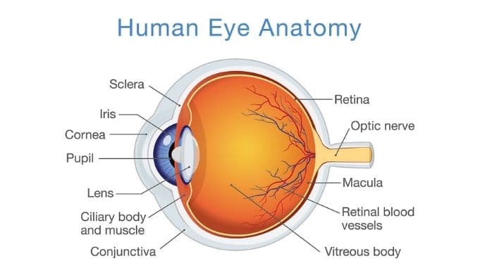 Human-Eye-Anatomy-