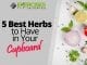 5 Best Herbs to Have in Your Cupboard