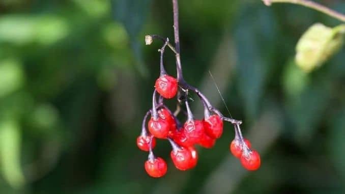berries-Nightshade Sensitivity Test