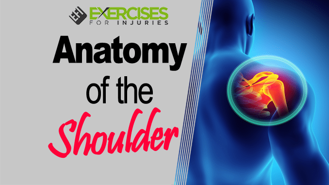 Anatomy of the Shoulder