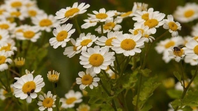flower-allergens - Tips for Managing Spring Allergies