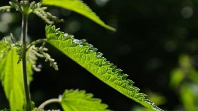 nettle-leaf-allergen - Tips for Managing Spring Allergies