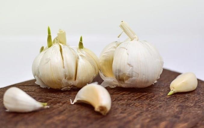 garlic for immunity