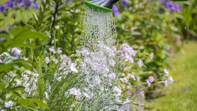 watering-plants