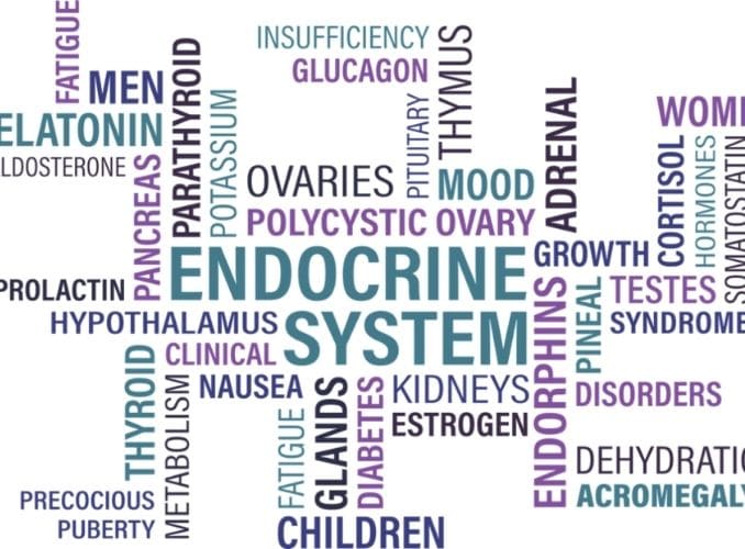 endocrine-system-concept