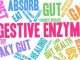Digestive-Enzymes-101
