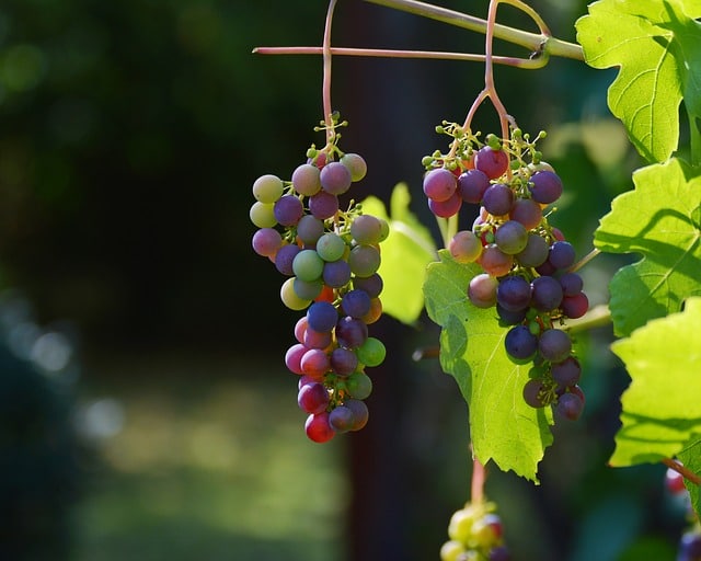 grapes-vine-red-grapes