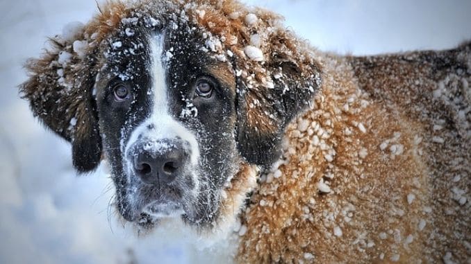 st-bernard-dog-winter