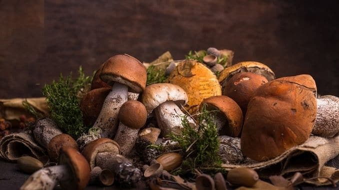 Ceps Mushroom Boletus