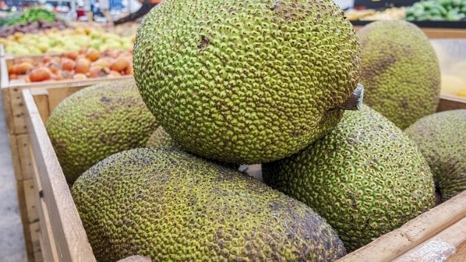 Large Ripe Jackfruits