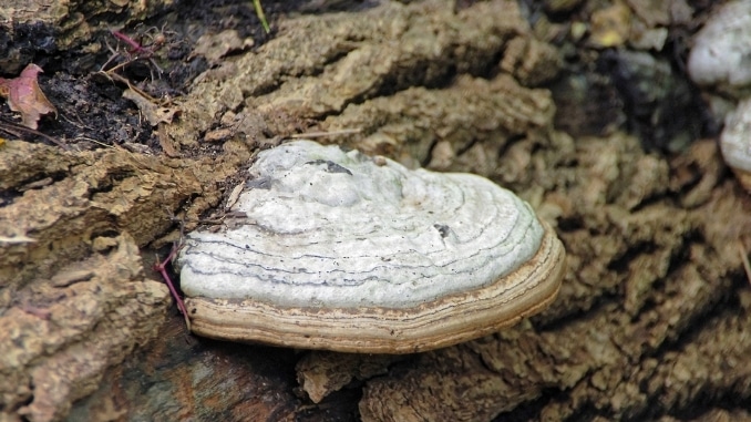 chaga-fungus-saprophyte-deadwood