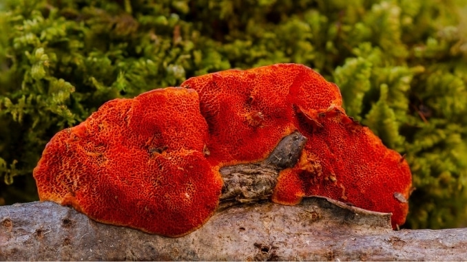mushroom-sponge-reishi