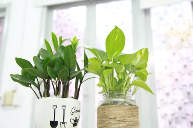 two-green-leaf-potted-plants
