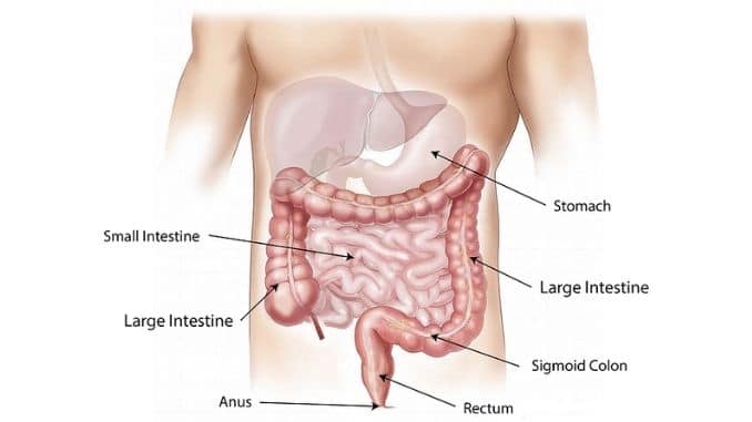abdomen-intestine-large-small