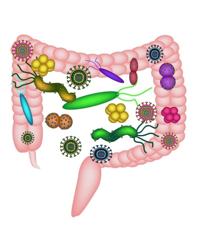 dysbacteriosis-intestine-colon-dysbiosis