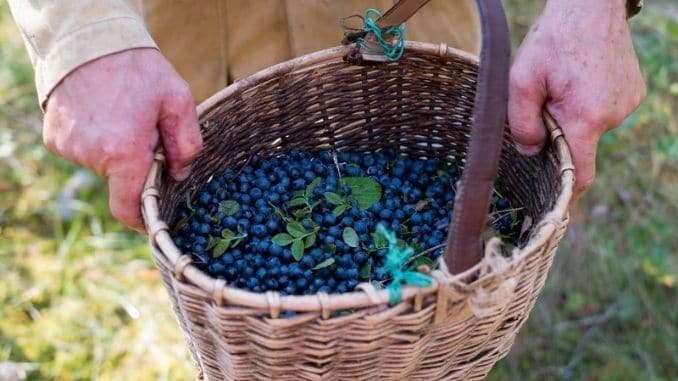 Fresh-blueberry-backgroundin-basket
