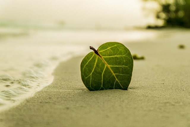 beach-leaf-green-nature-summer