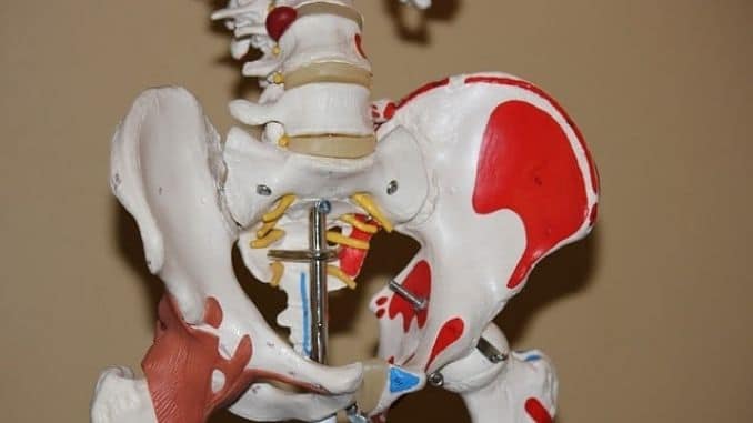 hip-anatomy-joint