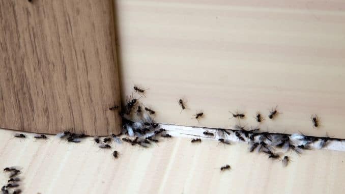 Ants-in-the-house