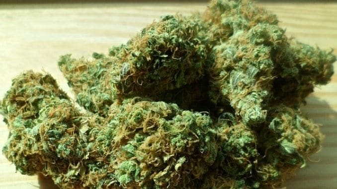 cannabis-marijuana-green-drug