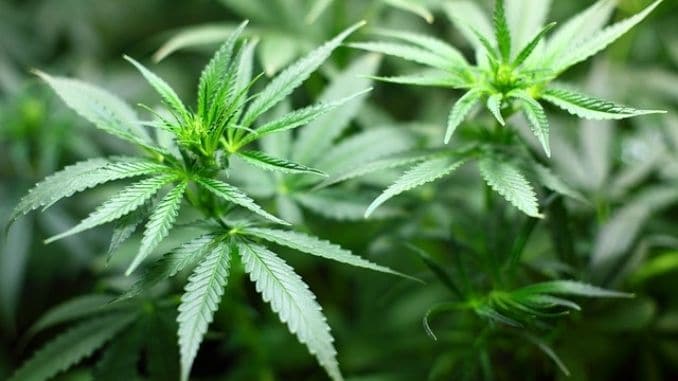 seeding-cannabis