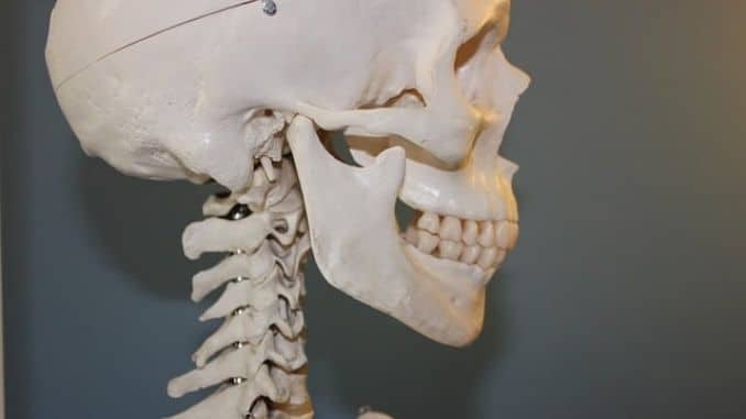 skull-vertebrae-anatomy