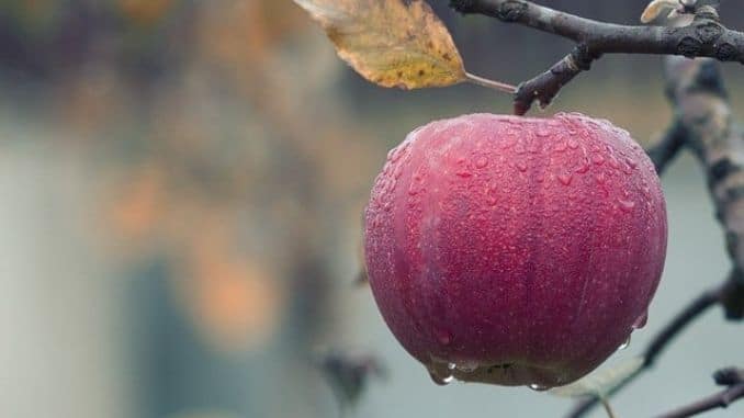 fruits-hanging-on-tree - What is Apple Cider Vinegar and How Is It Made?