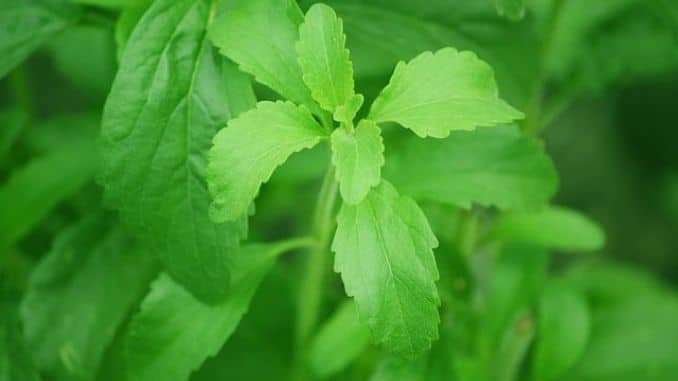 stevia-leaf-sugar - Are Natural Sugar-Free Sweeteners a Healthier Option