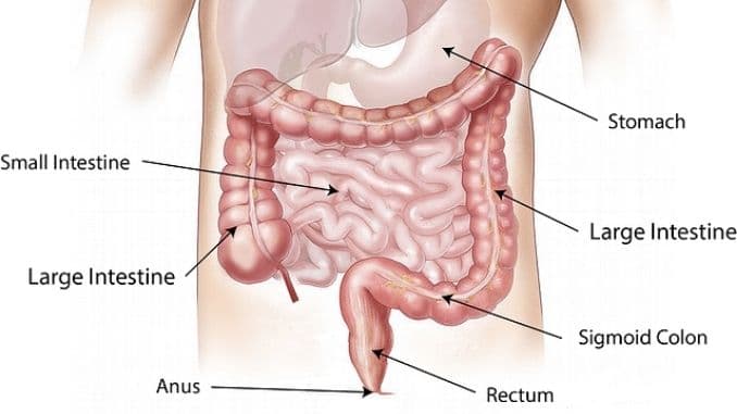 abdomen-intestine-large-small