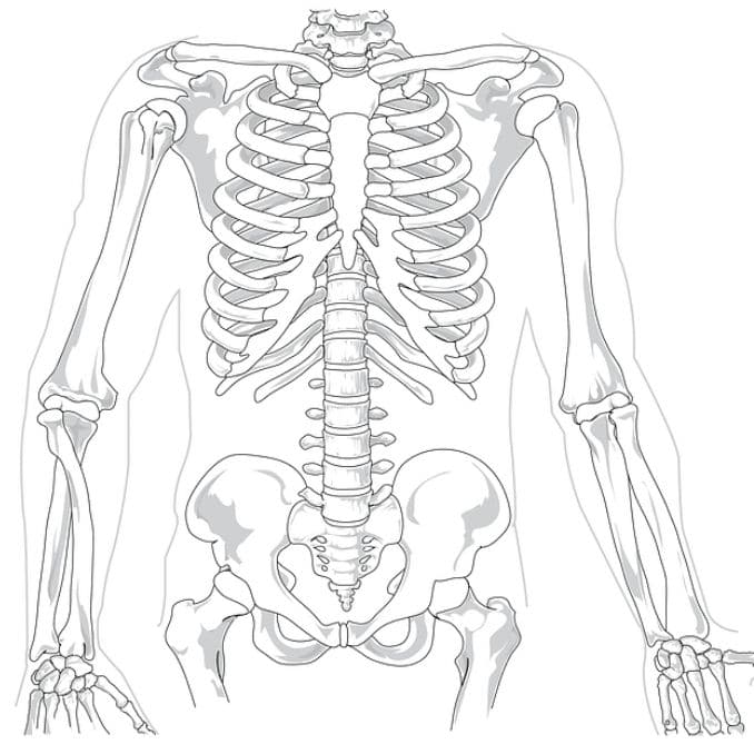 skeleton-human-diagram