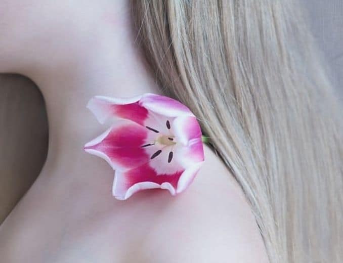 tulip-flower-pink