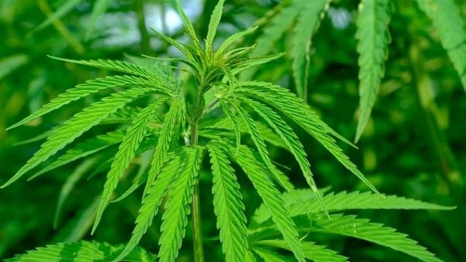 hemp-cannabis-sativa
