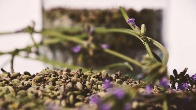 lavender - Avoid Toxic Air Fresheners