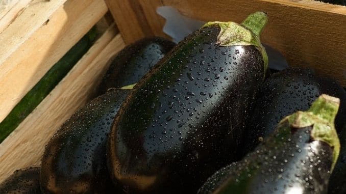 eggplant-market