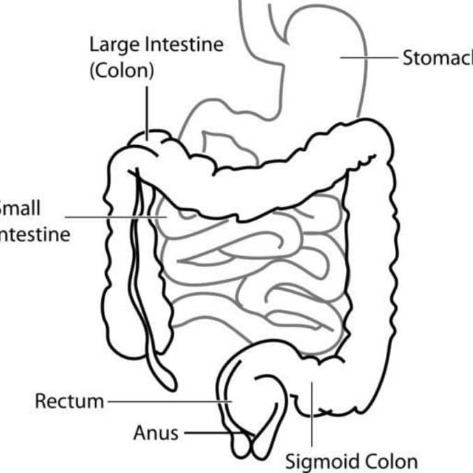 intestine2