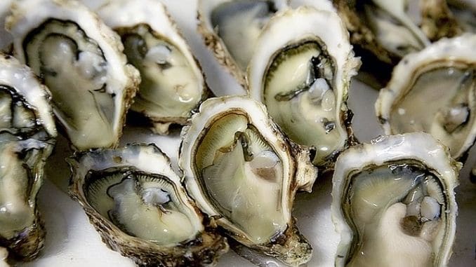 oyster-shell