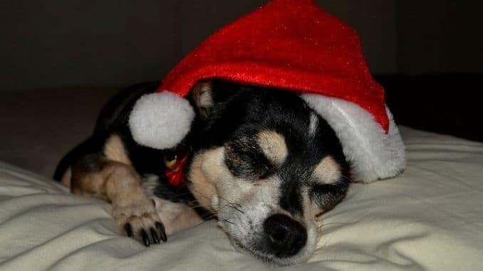 santa-claus-dog - How to Avoid the Holiday Blood Sugar Roller Coaster