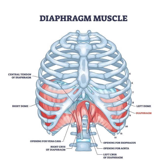 Functions of a Diaphragm