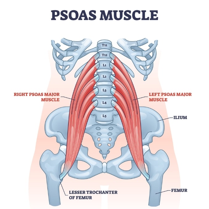 Functions of the Psoas Muscle