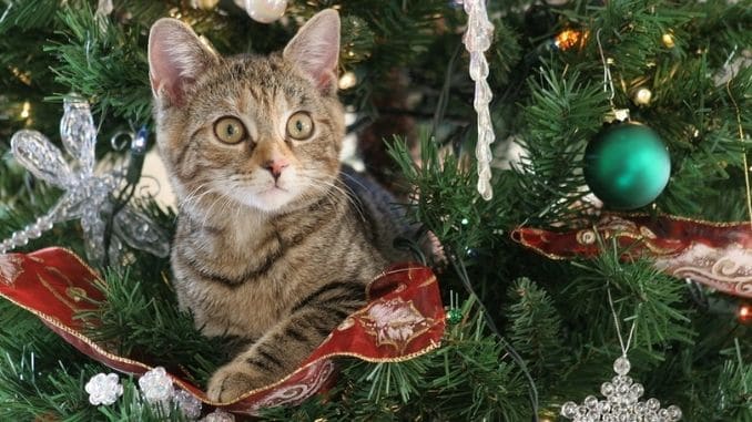 Kitten-Christmas-Tree
