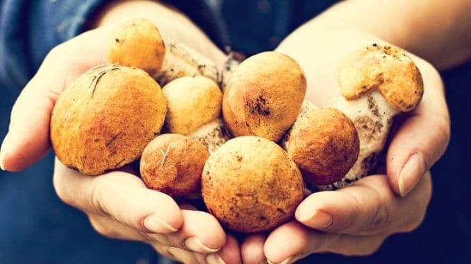 Porcini-mushrooms - Best Christmas Gifts for Your Wife