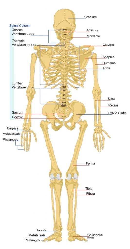 Lower Back Pain Caused by Inflamed Sacroiliac Joints