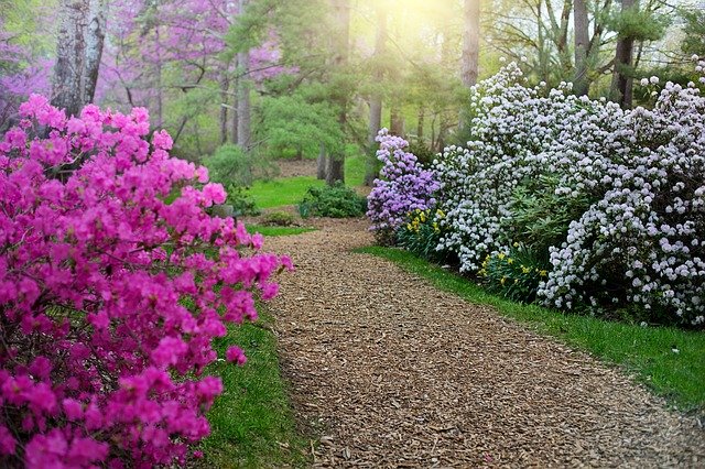 spring-rhododendrons-path-walkway