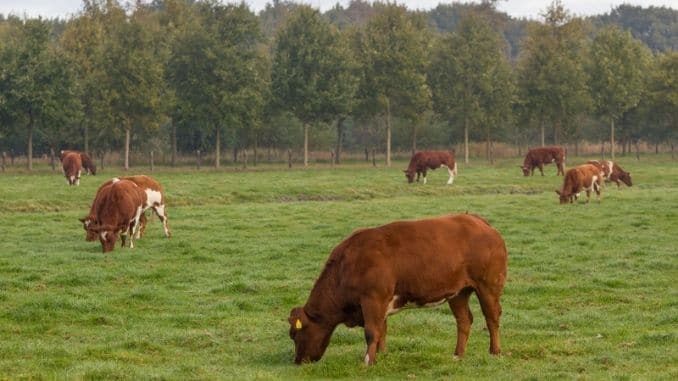 Brown and white cattle