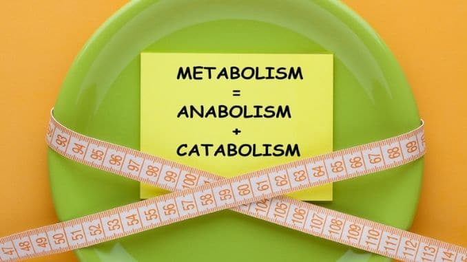 Metabolism Anabolism Catabolism