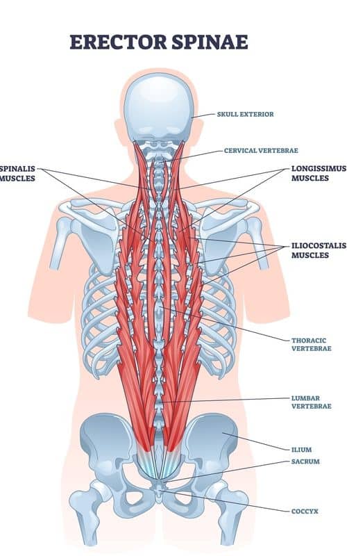 Spinal Erectors (Back Muscles Along Your Spine)