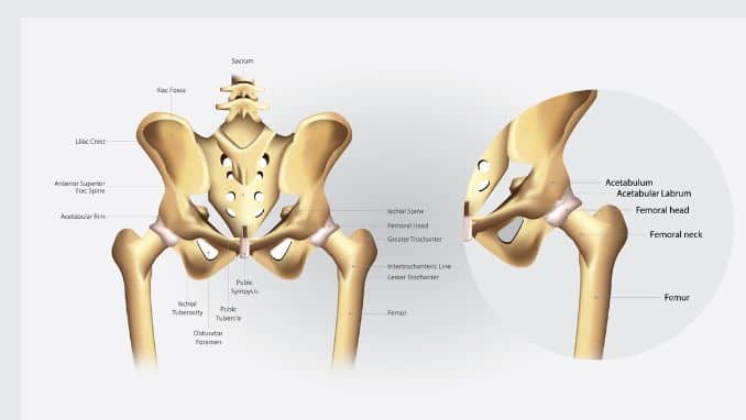 Snapping Hip Syndrome Exercises: Human Anatomy of the Hip