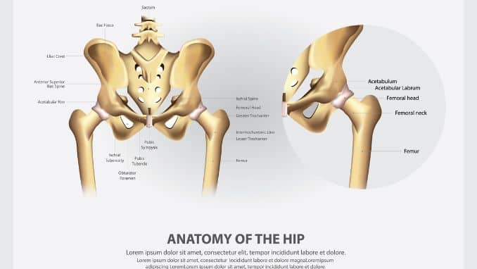 Human Anatomy of the Hip